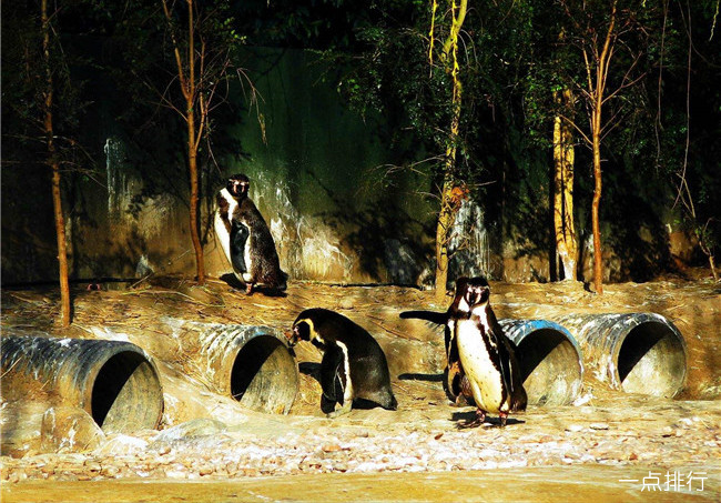 英国伦敦动物园 英国伦敦动物园