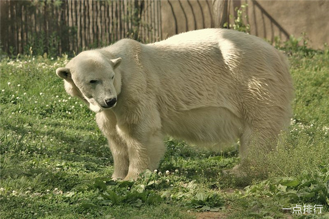 美国费城动物园 美国费城动物园