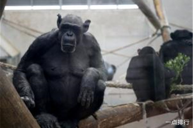 新西兰惠灵顿动物园 新西兰惠灵顿动物园