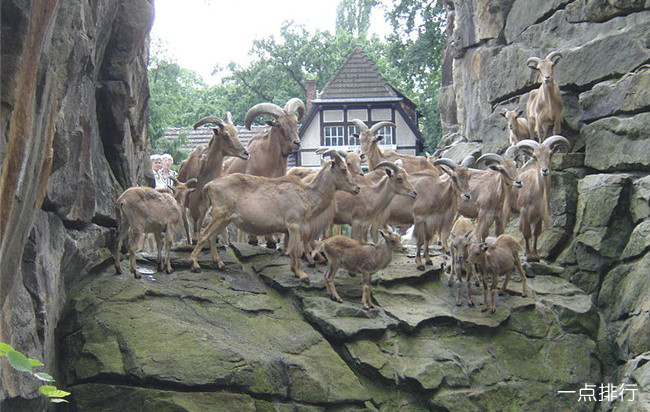 德国柏林动物园 德国柏林动物园