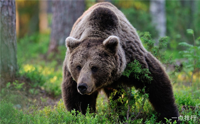 在阿拉巴马州禁止摔跤熊